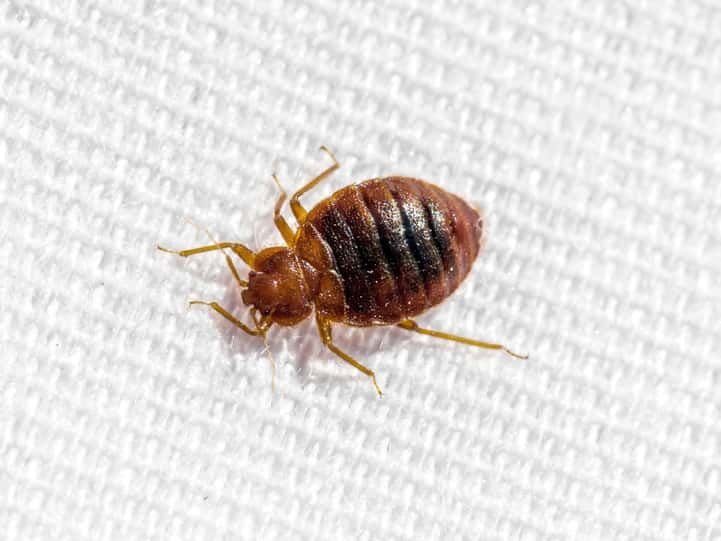 Bed Bug